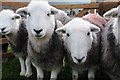 NY1808 : Sheep at the Wasdale Head Show by Philip Halling