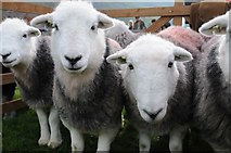 NY1808 : Sheep at the Wasdale Head Show by Philip Halling