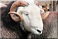 NY1808 : Ram at Wasdale Head Show by Philip Halling
