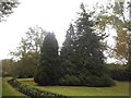 Conifers in Northway Gardens, Hampstead Garden Suburb