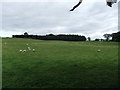 Field and trees near Kirkoswald