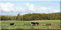 NZ0155 : Cattle in field, trees beyond by Trevor Littlewood
