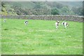 NY1808 : Trailhounds at Wasdale Head Show by Philip Halling