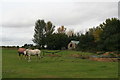 Horse paddock on site of former R.A.F.Goxhill