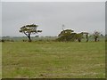 Windsculpted trees