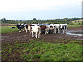 Cattle at Deans Hill