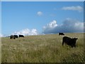 Cattle, Corrie Common