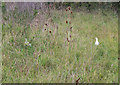 Albino pheasants on Woodbirds Hill