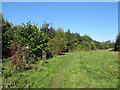 Coed Wen Community Woodland (south end)