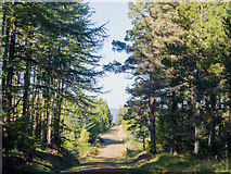 NH6761 : Millbuie Forestry Road heading to Brae Farm by Julian Paren