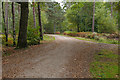 Woodland track, Hawley Common