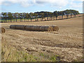 Round bales and row of trees at Harelaw