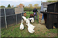 Geese at Roman Farm