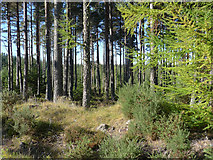 NH6560 : By a boundary in the Millbuie Forest by Julian Paren