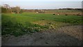 Cattle pasture, Davidstow