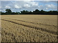 Stubble field near Stanstead Hall