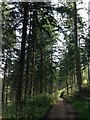 Woodland at Bottles Hill, Stourhead Estate