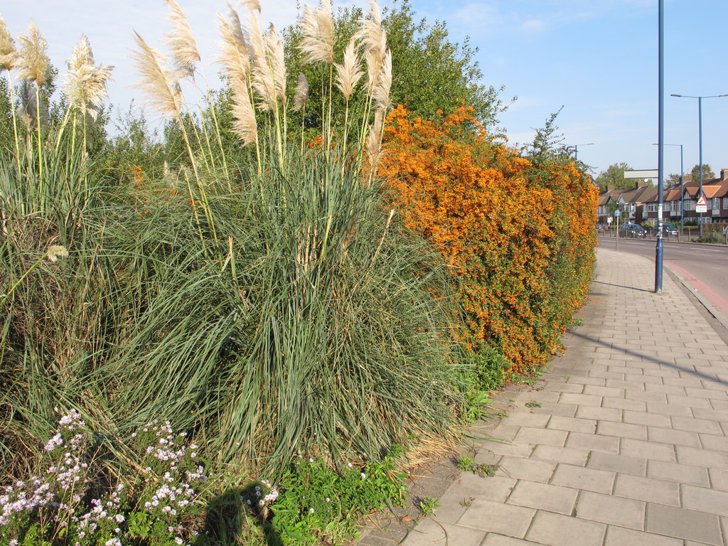 Cotoneaster and pampas grass at Gypsy... © David Hawgood :: Geograph