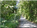 Minor road through greenery at Helland Mill