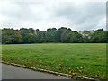 Cricket field, Hampden Common