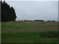 Stubble field near Poplar Farm