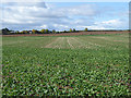 NT9163 : Field of brassica near Alemill Farm by Oliver Dixon