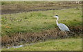 SD3620 : Grey Heron (Ardea cinerea), Crossens Marsh by Mike Pennington