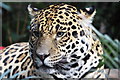 SJ4170 : Spirit of the Jaguar at Chester Zoo by Jeff Buck