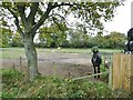 Calmore, horse grazing