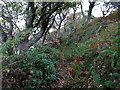 Path through the forest