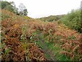 Footpath through bracken