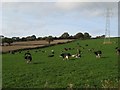 Cows at pasture