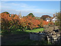 Autumnal orchard off Vicarage Lane