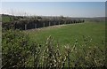 Field boundary near Sheep Acre