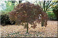 Ornamental Acer, Calderstones Park