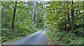 SD5154 : The road through Wellington Wood by Ian Greig