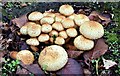 J4173 : Fungi, Dundonald - October 2015(1) by Albert Bridge
