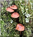 J4173 : Fungi, Dundonald - October 2015(2) by Albert Bridge