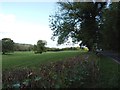 Meadow in the Afon Teifi valley next to the A484