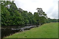 The Dales Way alongside the Wharfe in low Park