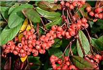 J4173 : Cotoneaster berries, Dundonald (October 2015) by Albert Bridge