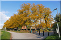 Autumn colour by the Thames