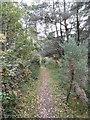 Copythorne Common, path