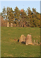 Druidsfield Standing Stones (1)