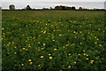 Yellow flowered field margin by Queen Headland Lane, Carlton le Moorland