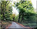 Beech Walk Gittisham Hill