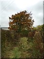 Silverdale: end of track between allotments