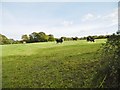 Winsor, cattle grazing