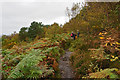 Through the bracken