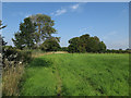 Footpath to Haverhill Road